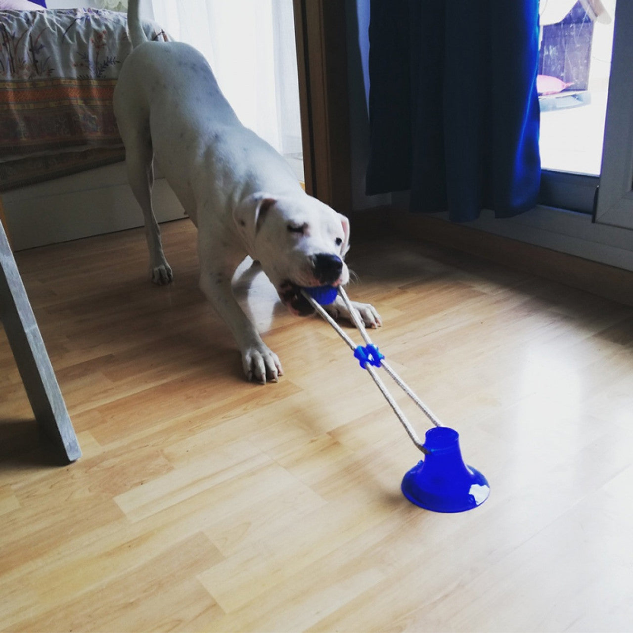 JUEGUETE DOG PREMIUM | ENVÍO GRATIS